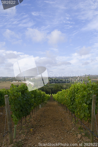 Image of Wine grapes field