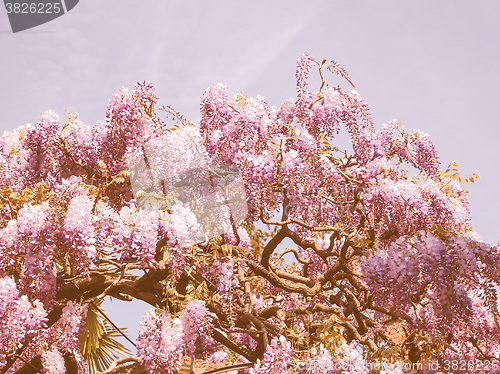 Image of Retro looking Wisteria