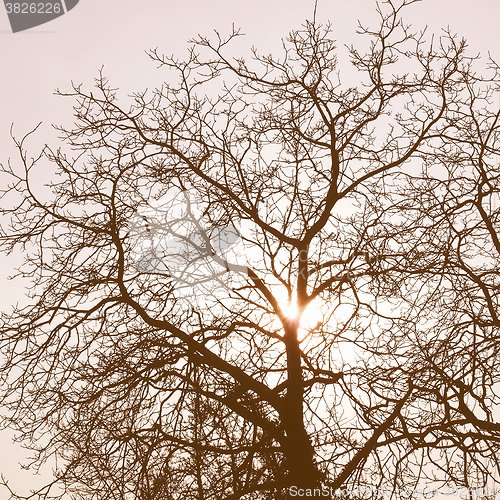 Image of Retro looking Tree picture