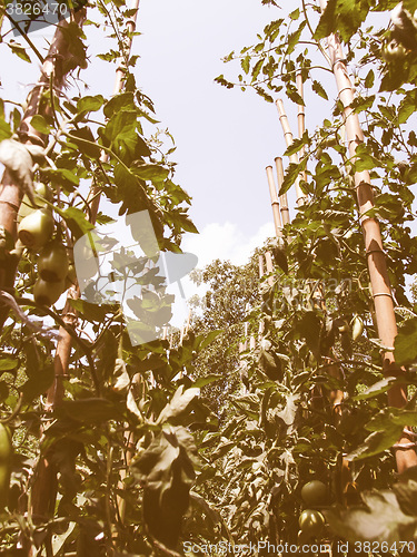 Image of Retro looking Tomato plants