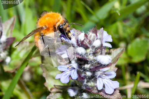 Image of Bee apis mellifica