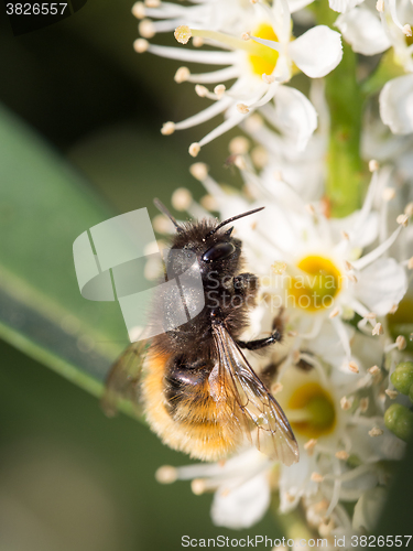 Image of Bee apis mellifica