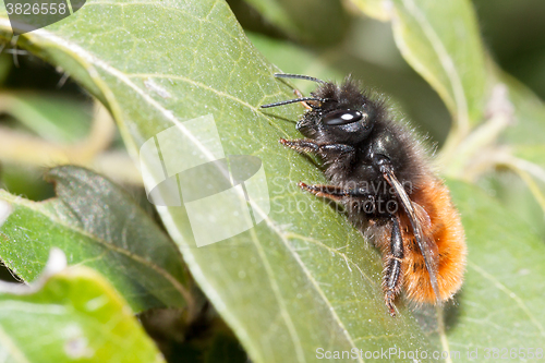 Image of Bee apis mellifica