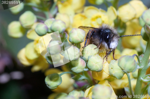 Image of Bee apis mellifica
