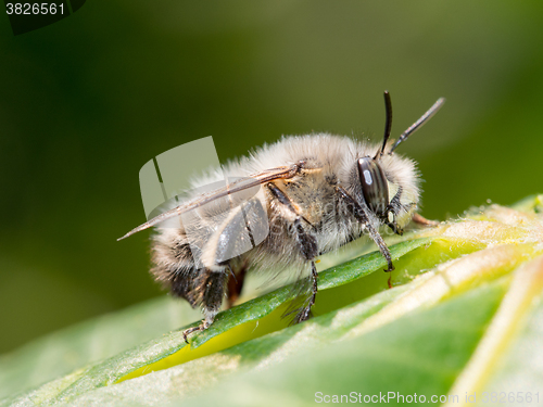 Image of Bee apis mellifica