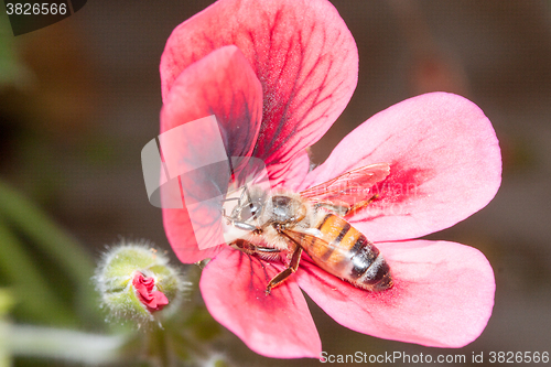 Image of Bee apis mellifica