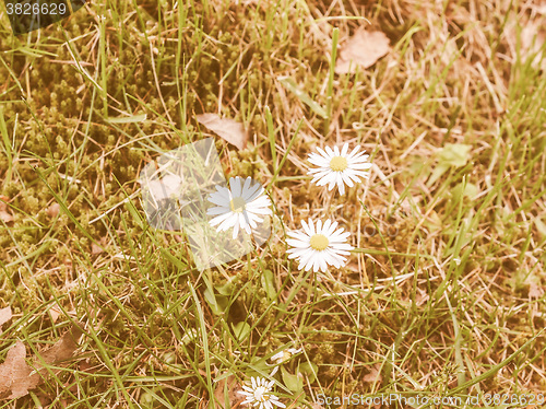 Image of Retro looking Daisy flower