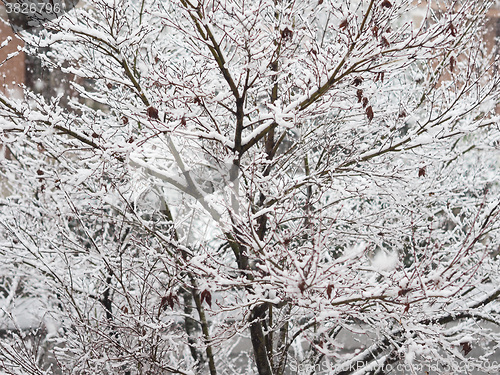 Image of Winter scene with snow - acer tree