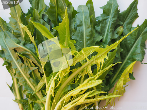 Image of Catalonian chicory salad