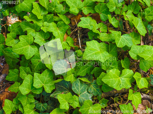 Image of Ivy leaves