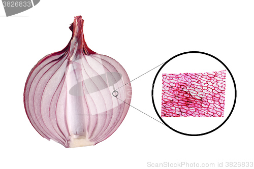 Image of Onion epidermus micrograph