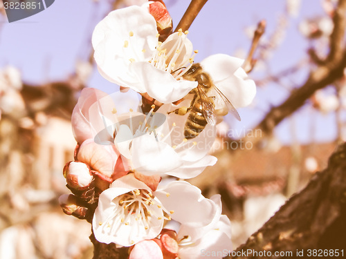 Image of Retro looking Bee fetching nectar from flower