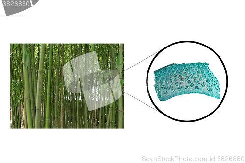 Image of Bamboo stem micrograph