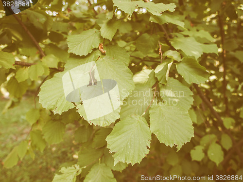 Image of Retro looking Hazel tree leaf