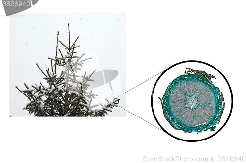Image of Pine Wood micrograph