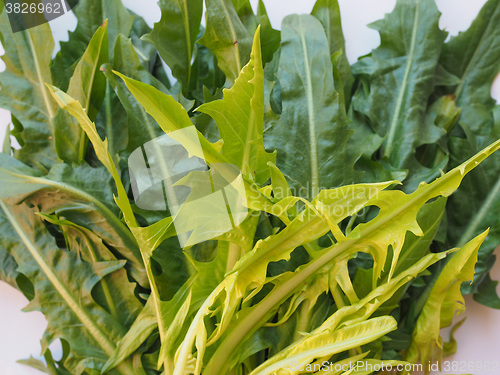 Image of Catalonian chicory salad