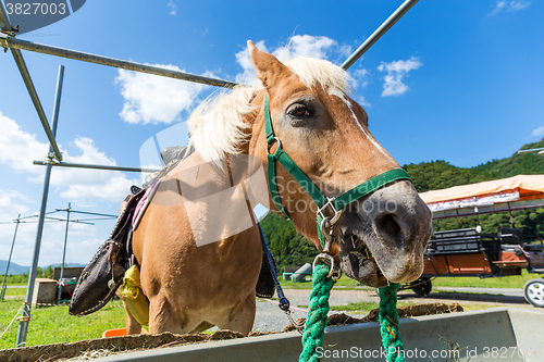 Image of Horse feeding at the trough on the farm