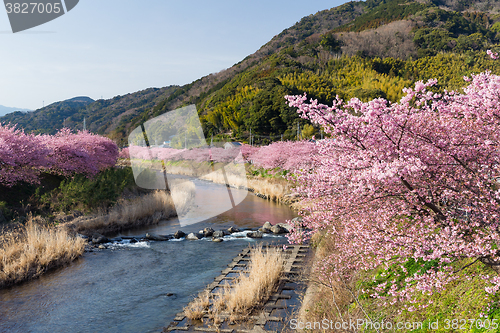 Image of Sakura in kawazu city