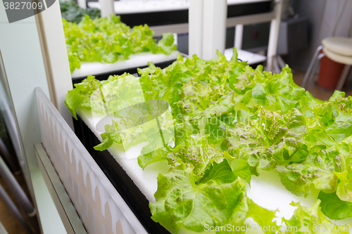 Image of Hydroponics of lettuce