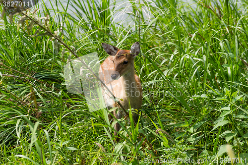 Image of Roe deer in grass