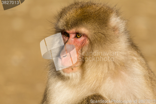 Image of Monkey close up