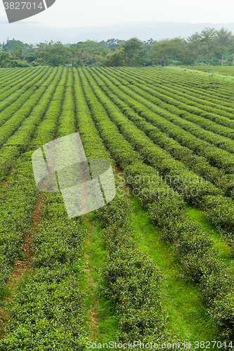 Image of Tea plantation in Tai Tung, TaiWan