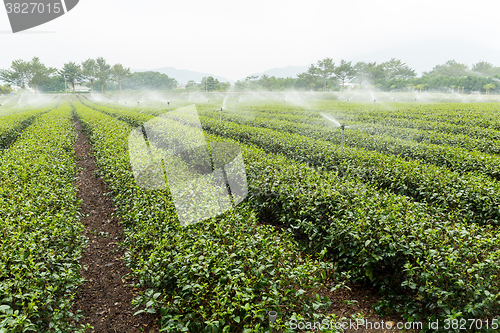 Image of Watering with sprinkler of tea farm