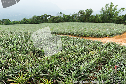 Image of Pineapple fruit farm