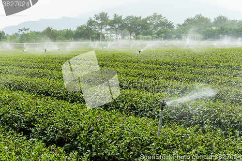 Image of Tea garden with water sprinkler system