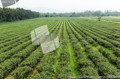 Image of Water sprinkler at the tea farm