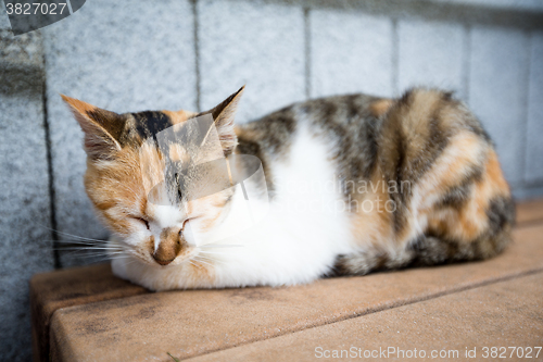 Image of Cat on street