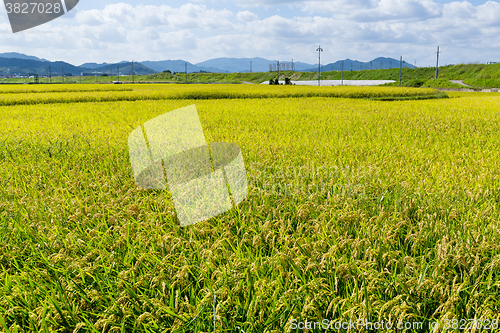 Image of Paddy Rice field