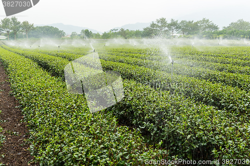 Image of Tea farm in TaiTung, TaiWan