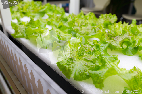 Image of Planting hydroponics system at indoor