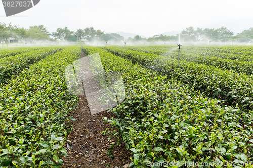 Image of Watering with sprinkler of tea farm in TaiTung, TaiWan