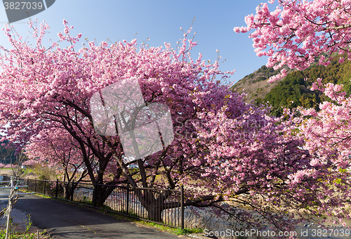 Image of Sakura tree