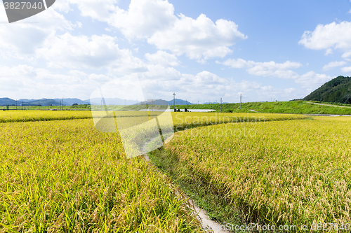 Image of Paddy rice meadow