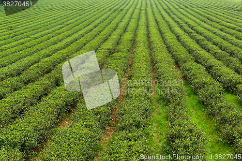 Image of Green tea farm 