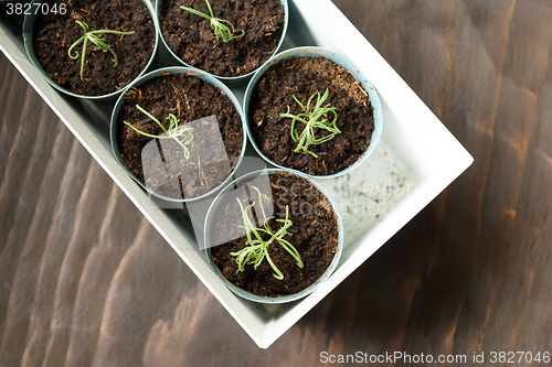 Image of Potted plant