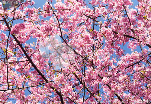 Image of Cherry blossoms