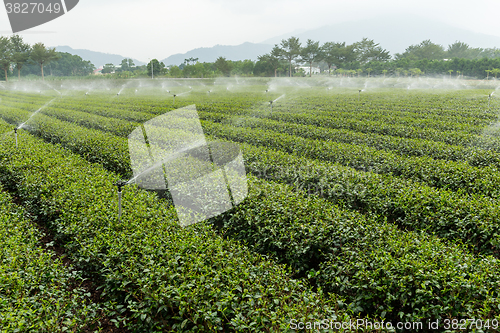 Image of Water supply for green tea farm 