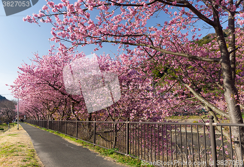 Image of Cherry tree