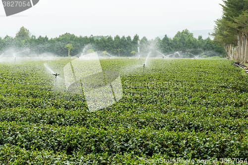 Image of Cameron highlands tea plantation