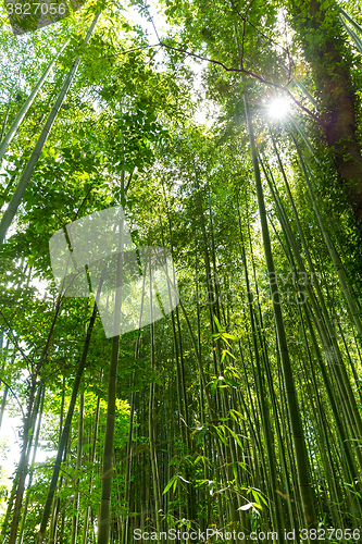 Image of Bamboo forest