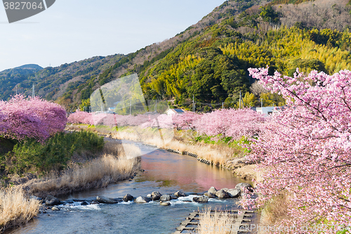 Image of Sakura and river