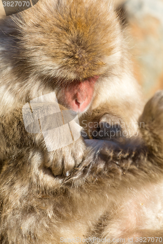 Image of Monkey looking on its body