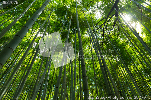 Image of Bamboo forest