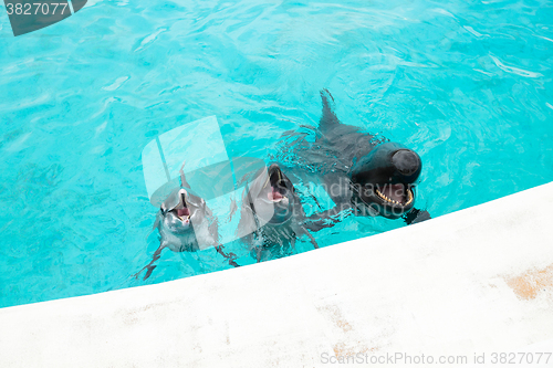 Image of Dolphin and Whale in aquarium