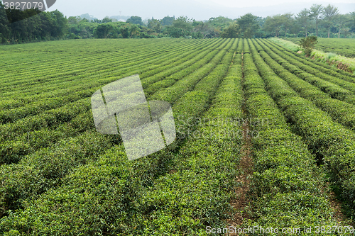 Image of Tea plants with drop water