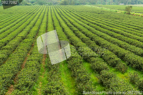 Image of Tea plantation in TaiWan